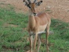 Impala anmutig